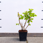 Malina žltá (Rubus idaeus) 'GOLDEN QUEEN'®, výška: 20-30 cm, kont. P9